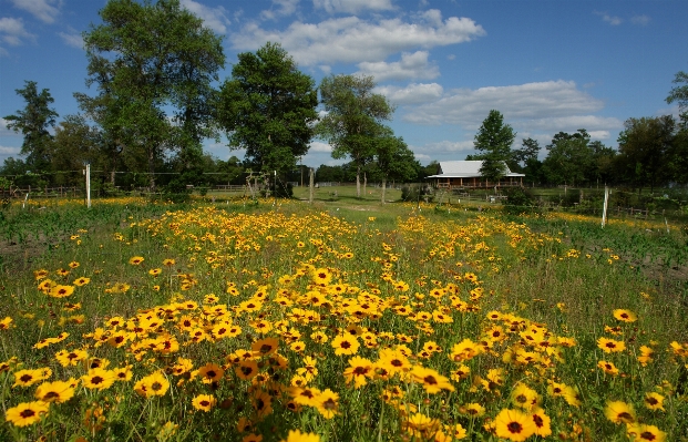 Landscape nature plant field Photo