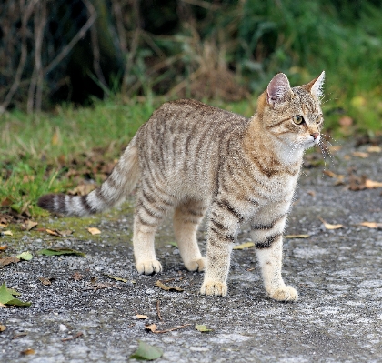 Foto Gato mamífero fauna bigodes
