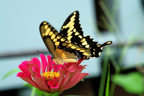 Foto Natura ala fotografia fiore