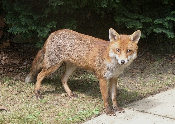 Nature animal cute wildlife Photo