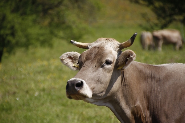 Grass field meadow wildlife Photo