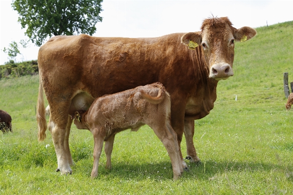 Grass field farm meadow Photo