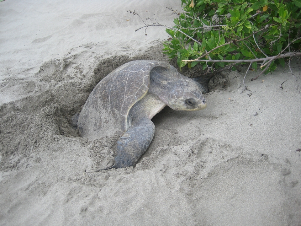 Fauna silvestre tortuga marina
 reptil