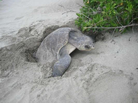 Wildlife turtle sea reptile Photo