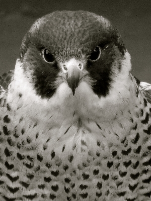 Foto Alam burung sayap hitam dan putih
