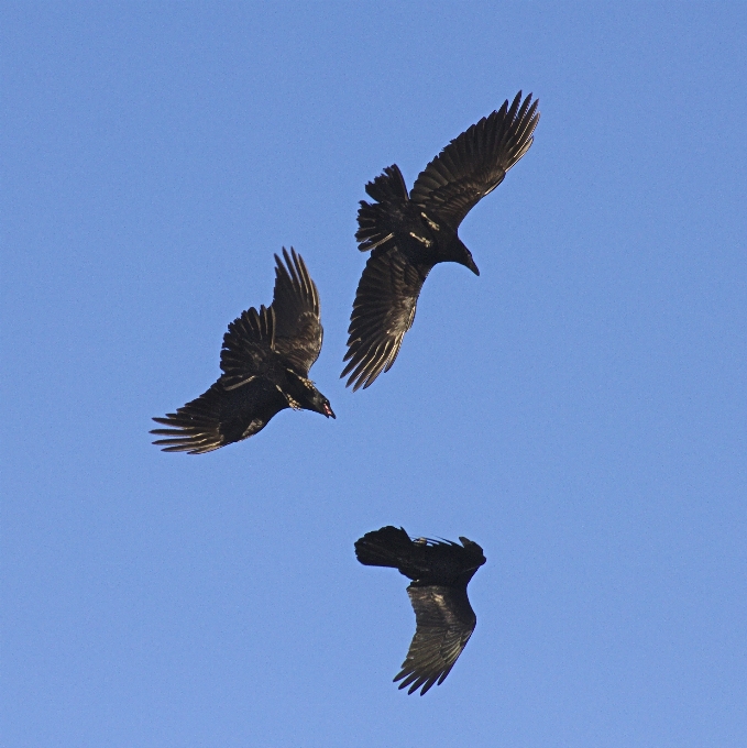 Nature bird wing sky