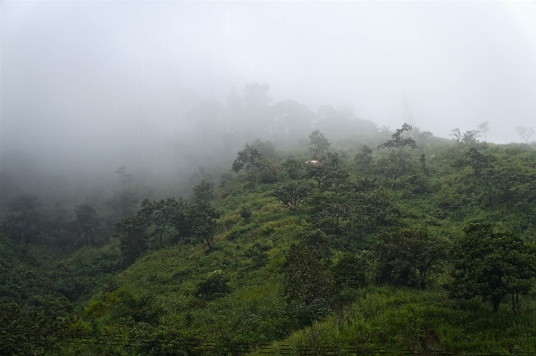 Landscape nature forest mountain Photo