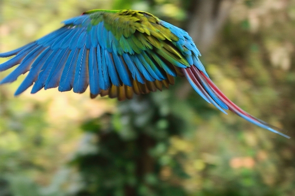 自然 ブランチ 鳥 羽 写真