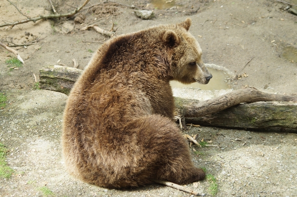 Nature animal bear wildlife Photo