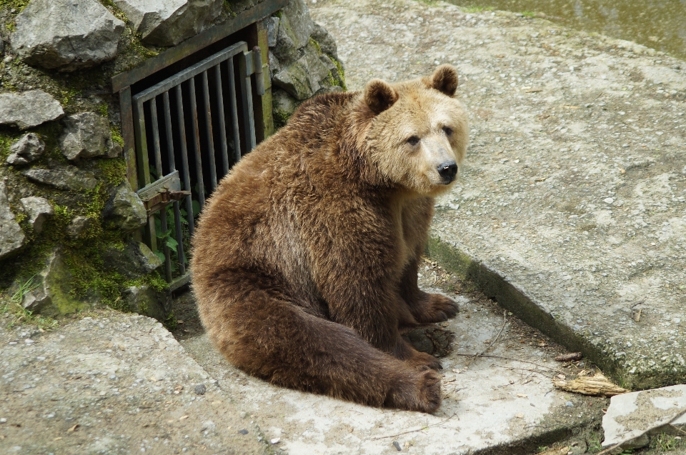 Natura zwierzę niedźwiedź dzikiej przyrody