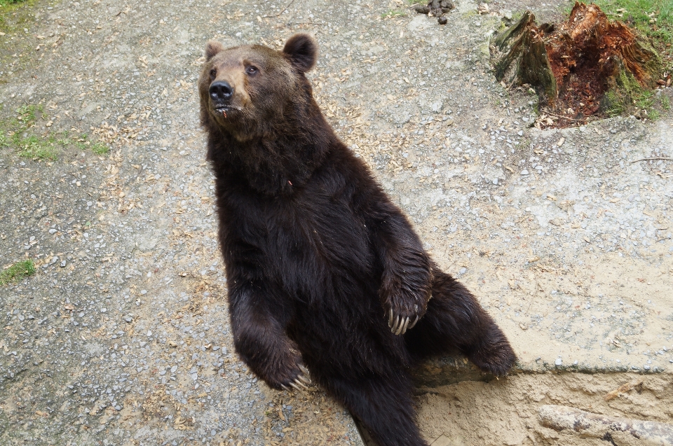 Animal oso fauna silvestre zoo