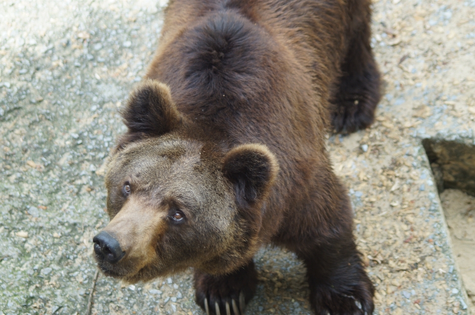 Tier tragen tierwelt zoo