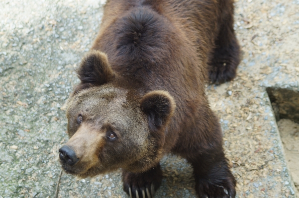 Animal bear wildlife zoo Photo