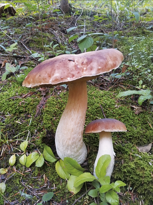 Natureza floresta botânica
 cogumelo