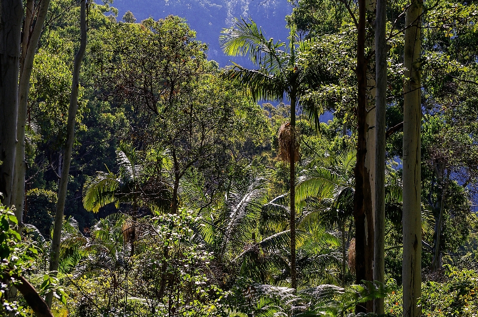 Pohon alam hutan gurun
