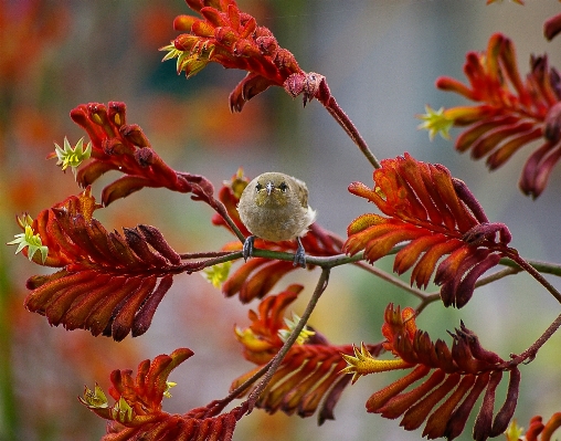 Tree nature branch blossom Photo