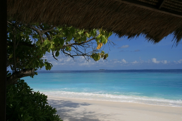 Beach sea coast tree Photo