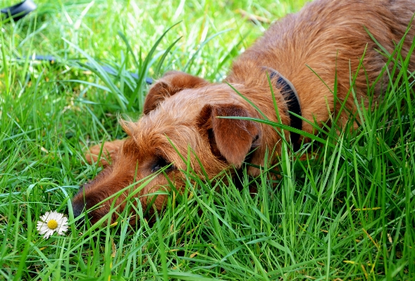 Grass lawn meadow puppy Photo