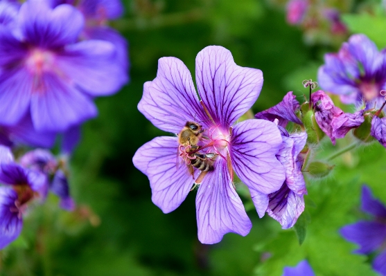 Blossom plant flower petal Photo