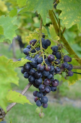 Nature plant grape vine Photo