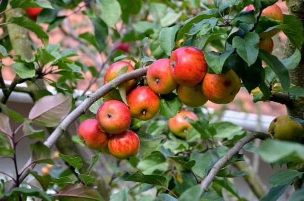 Apple 树 分支 植物 照片