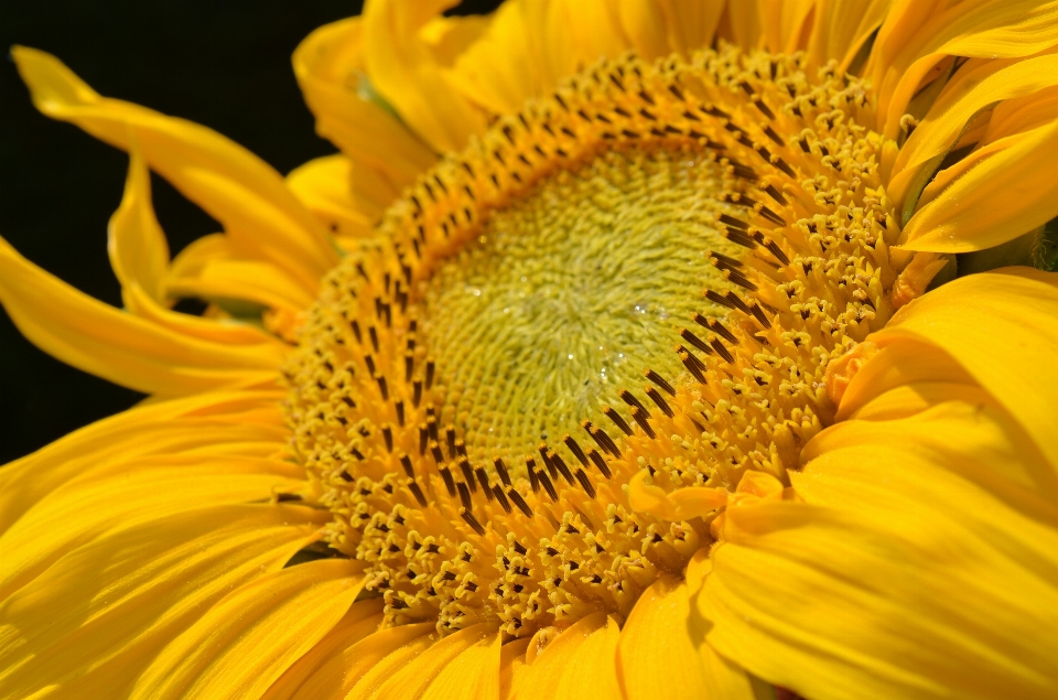 Blossom plant flower petal