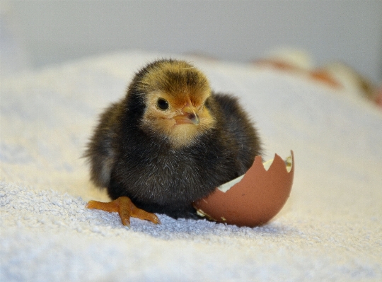 Bird cute fluffy beak Photo