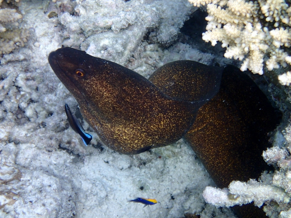 Laut margasatwa bawah air biologi