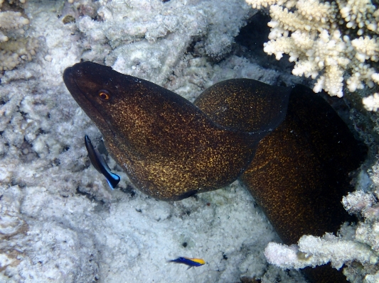 海 野生動物 水中 生物学 写真