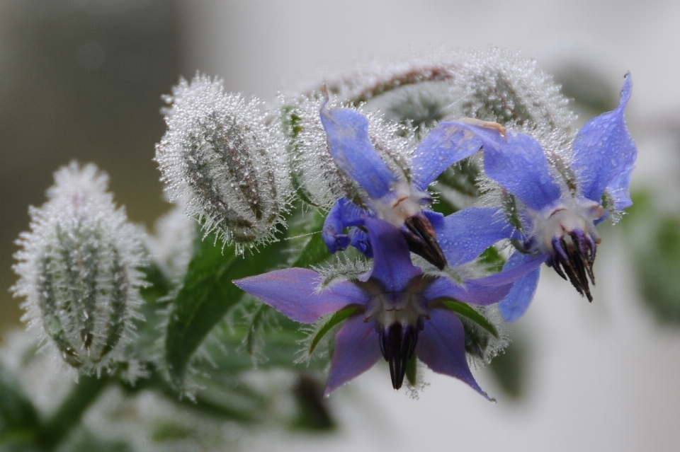 Nature blossom dew plant