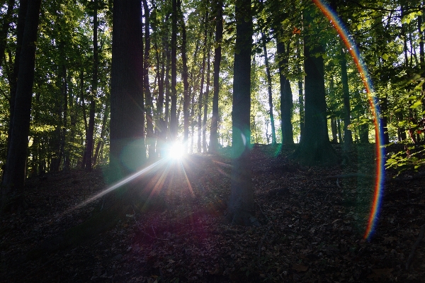 Foto árbol naturaleza bosque luz