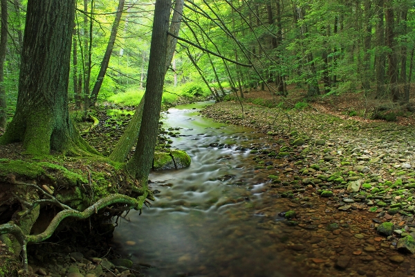 Tree nature forest creek Photo