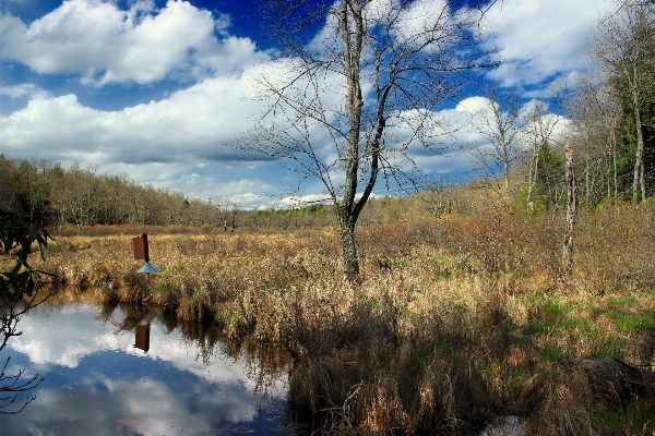 Landscape tree water nature Photo