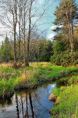 Landscape tree nature forest Photo