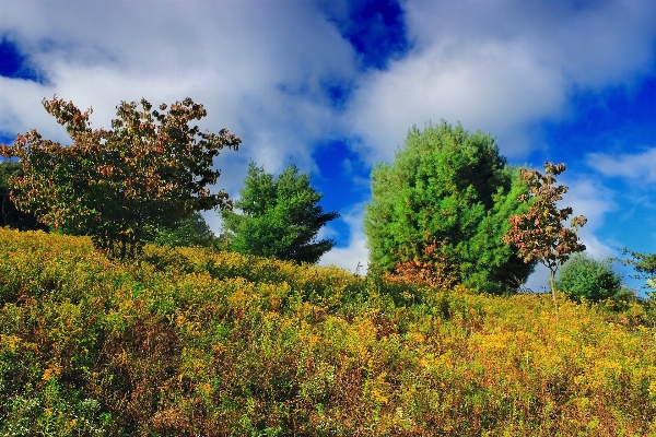 Landscape tree nature forest Photo