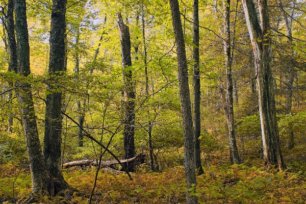 Tree nature forest wilderness Photo