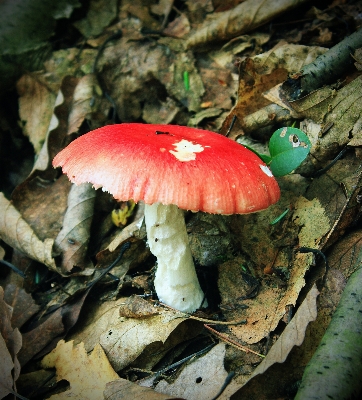 Foto Alam hutan lintas alam
 bunga