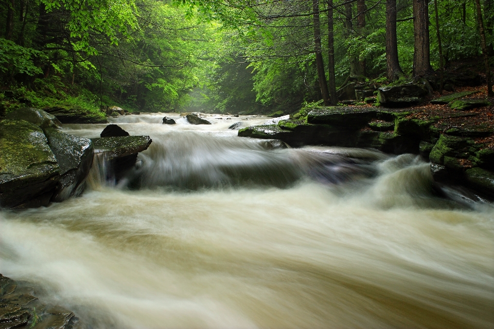 Eau nature forêt cascade