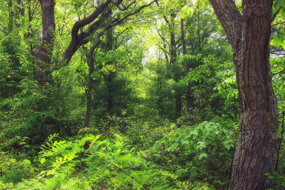 Tree nature forest wilderness