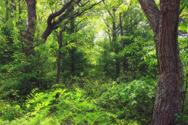 Baum natur wald wildnis
 Foto