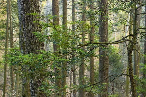 Tree nature forest wilderness Photo