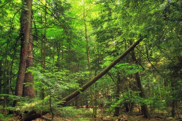 Foto árvore natureza floresta região selvagem
