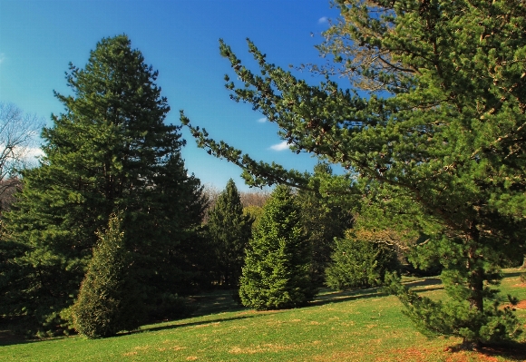 Tree nature forest grass Photo