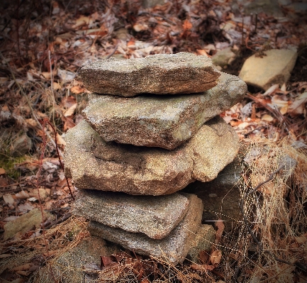 Tree nature forest rock Photo