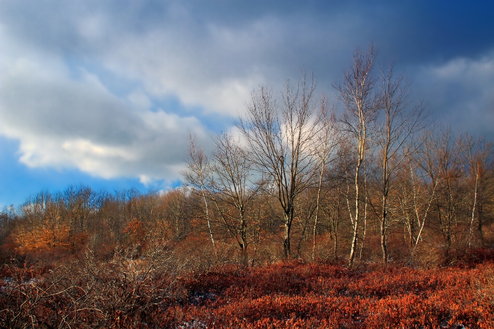 Landscape tree nature forest