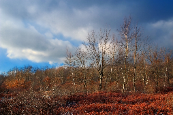 Landscape tree nature forest Photo