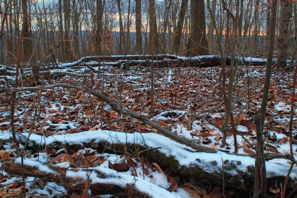 Landscape tree nature forest Photo