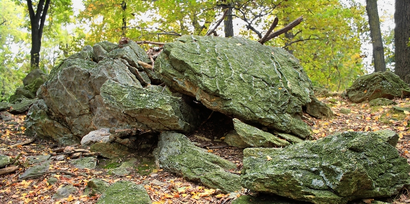 Tree forest rock wilderness Photo