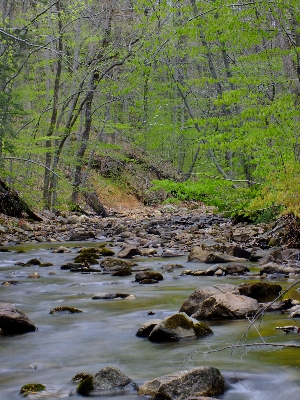 Landscape tree water nature Photo