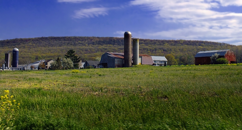 Paysage herbe ciel champ